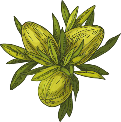 Argan