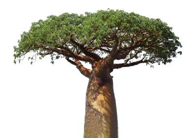 Πρωτεΐνες Baobab
