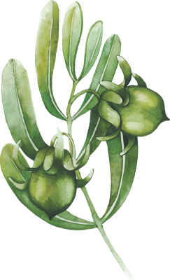 Jojoba